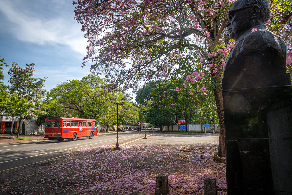 Robarosiya Blossoms in Colombo