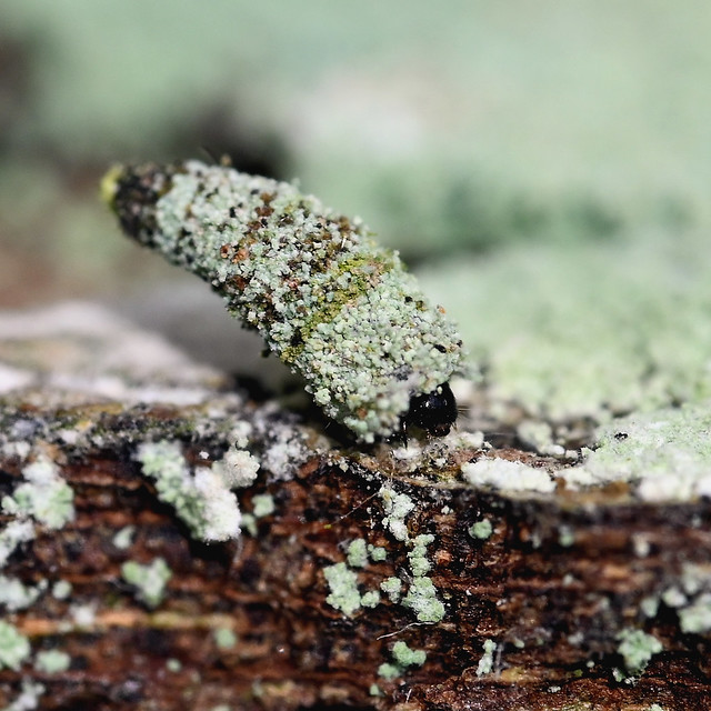 Ramshorn Bagworm moth larva - Luffia lapidella