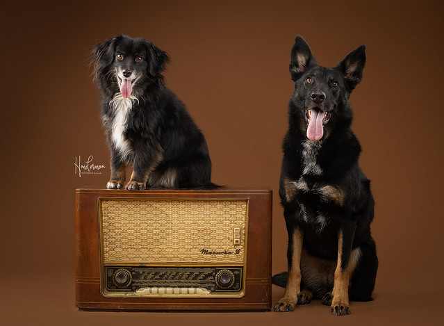 2 dogs in studio contact info@hondermooi.be for licensing info