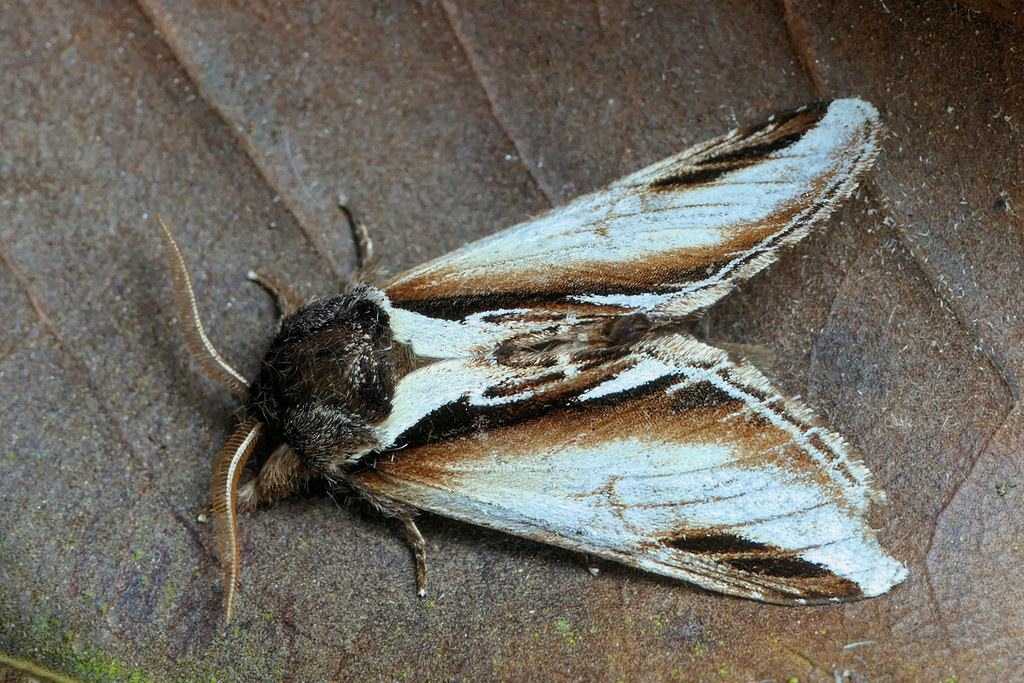 garden moths 019