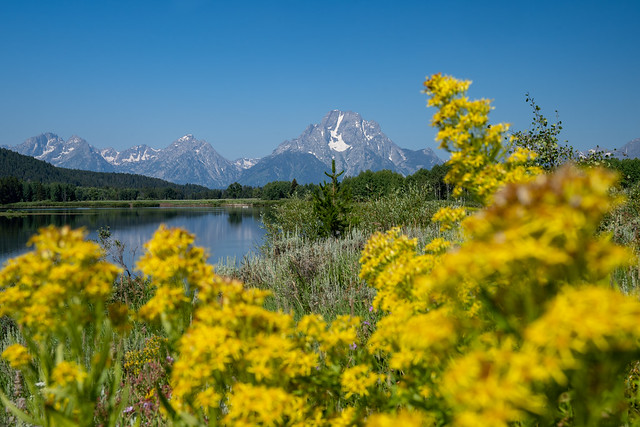 VIew of the Grand Tetons mountains as seen from Oxbow Bend, with defocused Elmleaf Goldenrods flowers in foreground