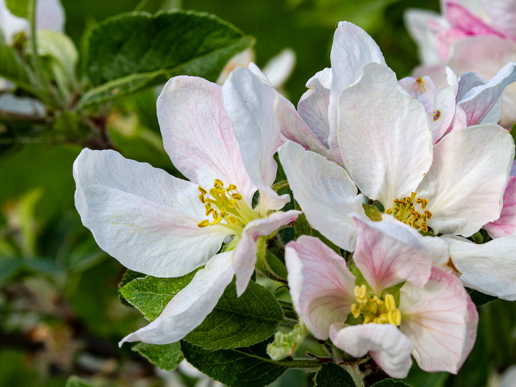 Apple blossom - Apfelblüte