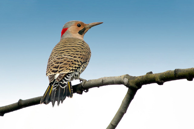 Northern Flicker