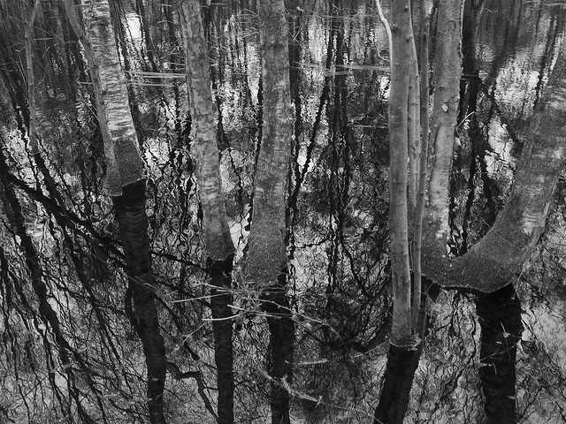 Birches - Standing Water