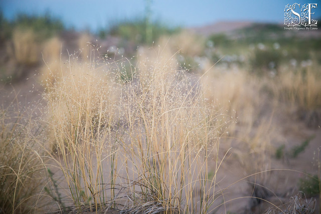 Grasses in the Little Sahara