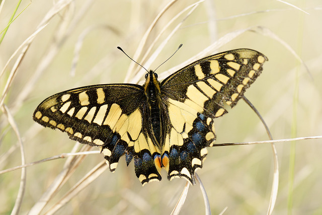 Papilio machaon-7744