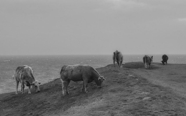 Cows by the Sea