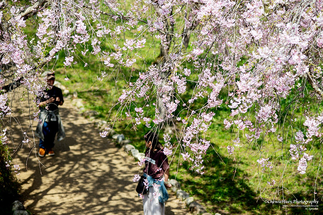 Cherry Blossom Fes