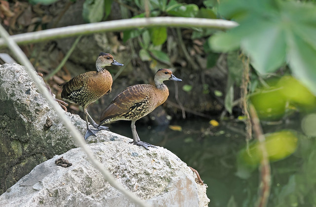 West Indian Whistling-Duck (Dominican Republic)