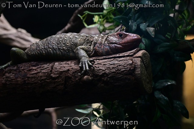 KaaimanTeju - Dracaena guianensis - northern caiman lizard
