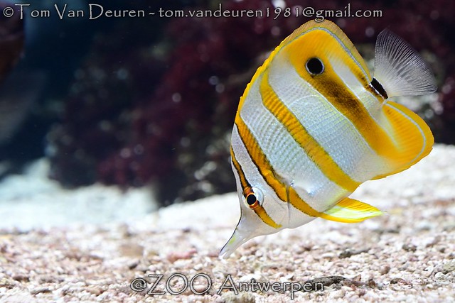 pincetvis - Chelmon rostratus - Copperband butterflyfish