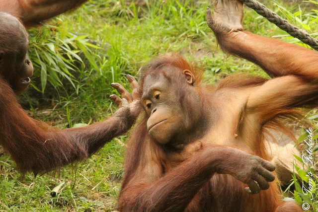Borneo-Orang-Utan (Pongo pygmaeus)