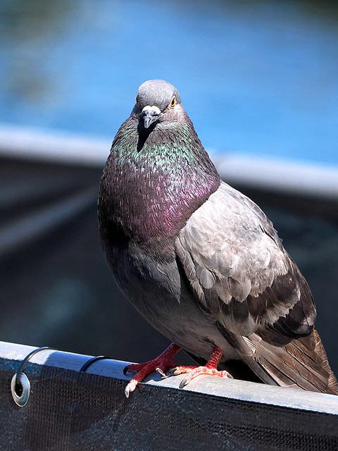 It's just a pigeon