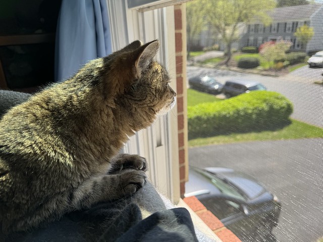 Miss Puss smelling the outside world