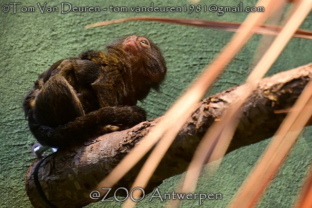 Dwergzijdeaapje - Callithrix (Cebuella) pygmaea - pygmy marmoset