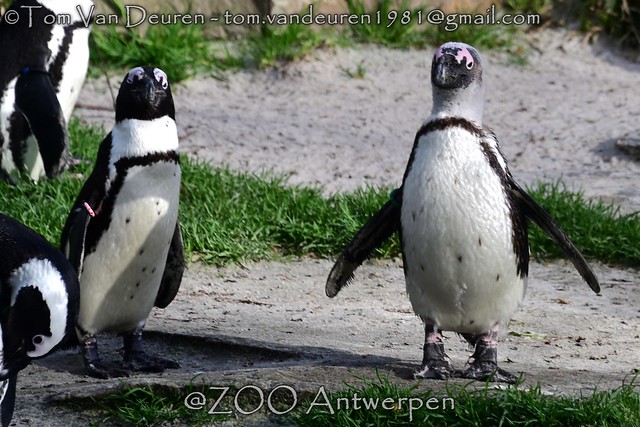 Zwartvoetpinguïn - Spheniscus demersus - black-footed penguin