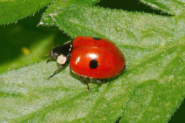 2-spot ladybird (Adalia bipunctata)