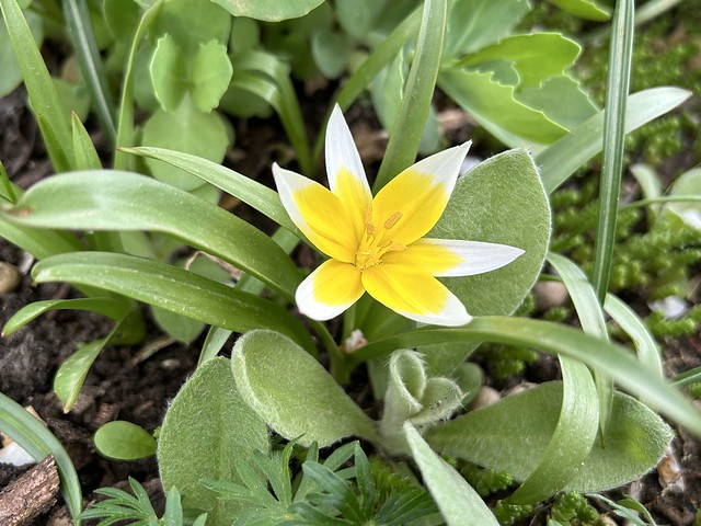 Stern-Tulpe (Tulipa tarda) (2)