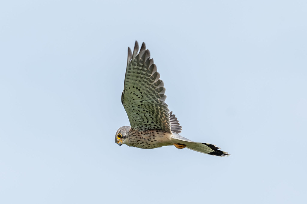 Kestrel hovering