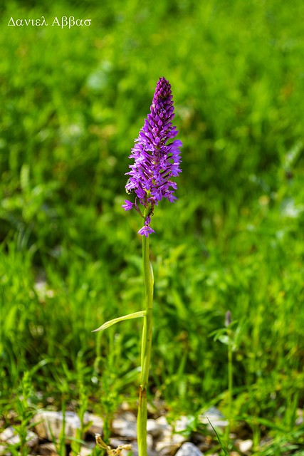 Orchis pyramidale syria
