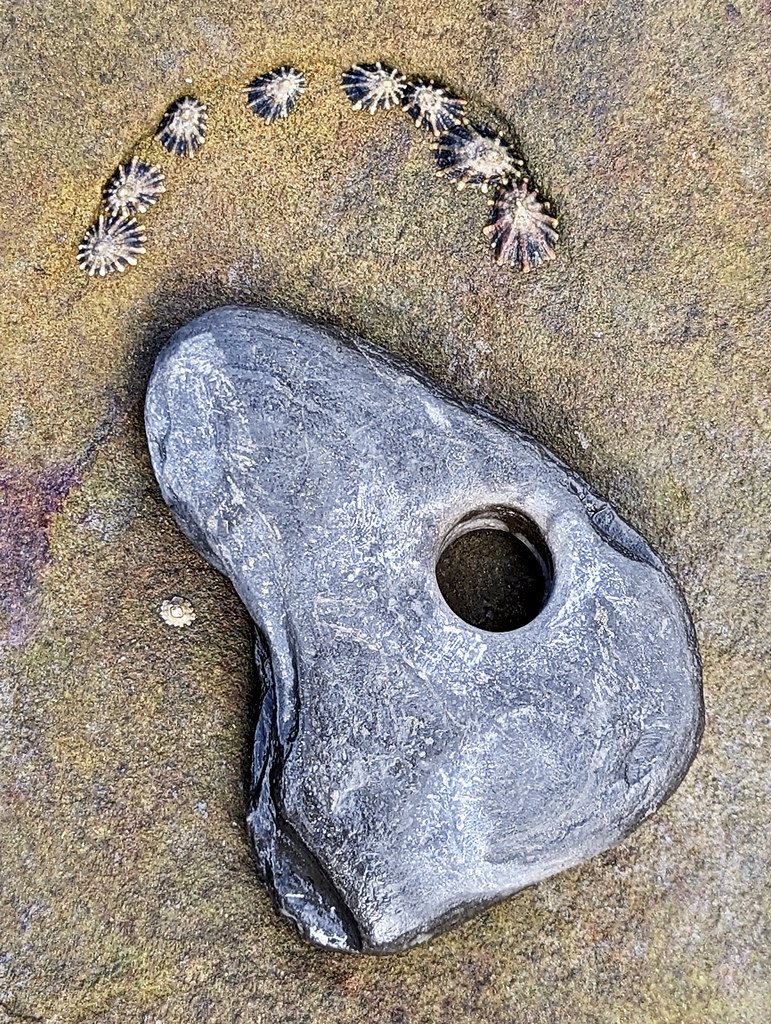 Rocks and limpets