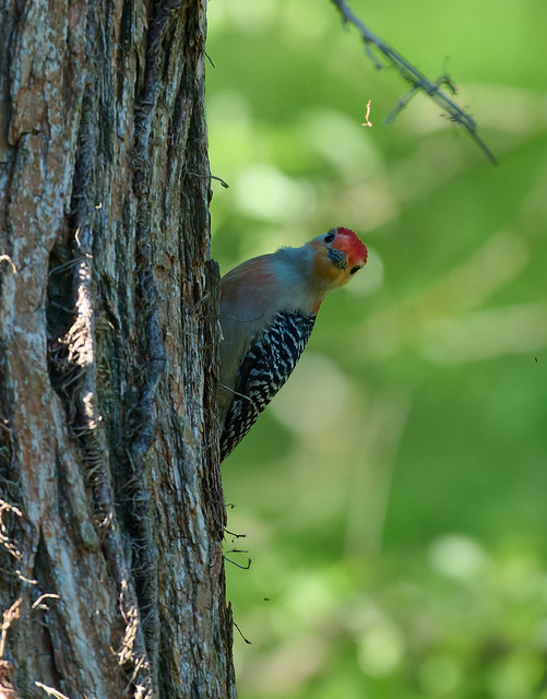 What are you looking at? - Red Bellied Woodpecker