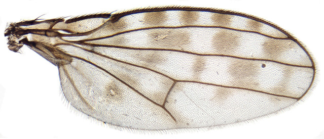 Ilythea spilota, Minera, North Wales, July 2023