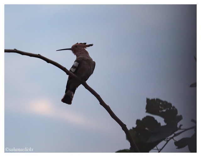 Hoopoe