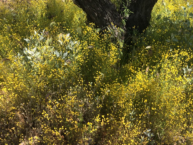 Yellow blooms beside a path, April at McDowell Mountain Ranch, Scottsdale, Arizona