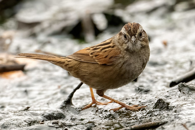 Strack Pond: Swamp Sparrow, juvenile  (6941)