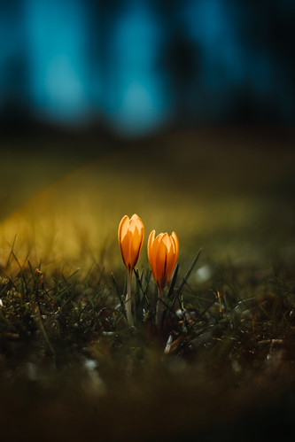 Backlit lens flare