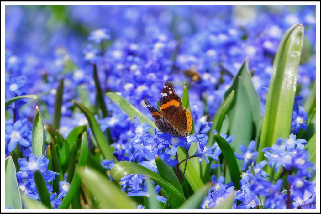 Red Admiral in a sea of blue...