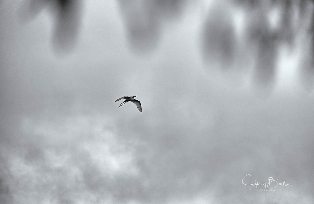 Egret Flying