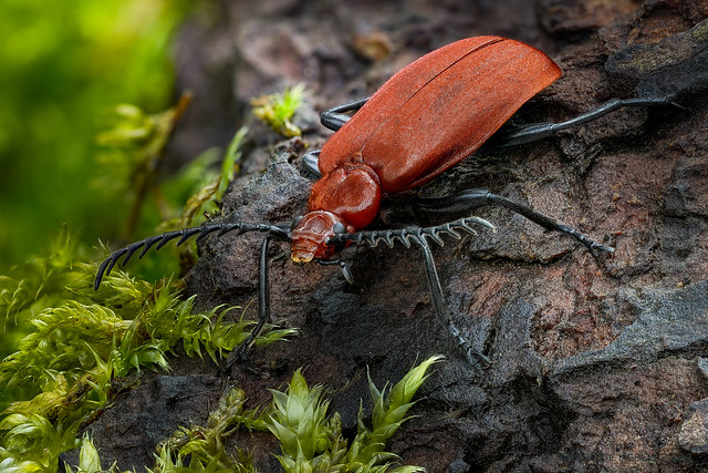 Pyrochroa serraticornis