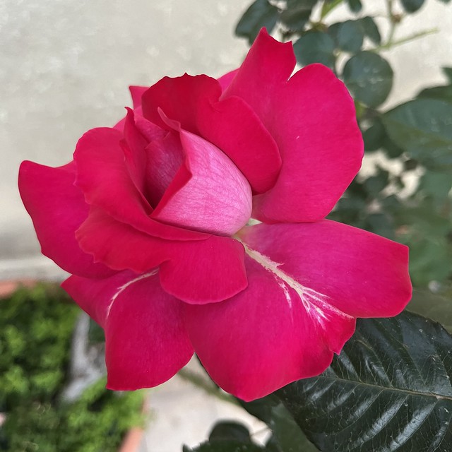 Baronne de Rothschild Pink Rose