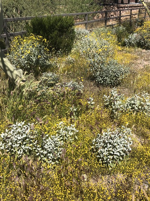 Native plants, some with yellow blossoms, McDowell Mountain Ranch, Scottsdale, Arizona