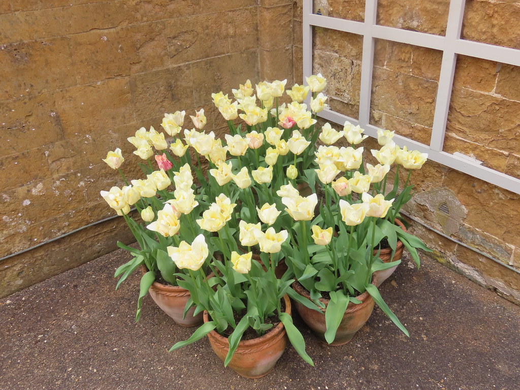 Archway at Upton House and Gardens - potted tulips