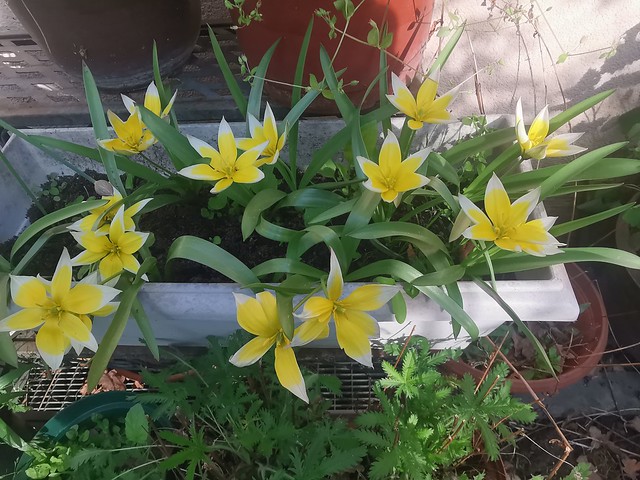Stern-Tulpe (Tulipa tarda) (2)