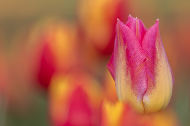 Dutch tulips