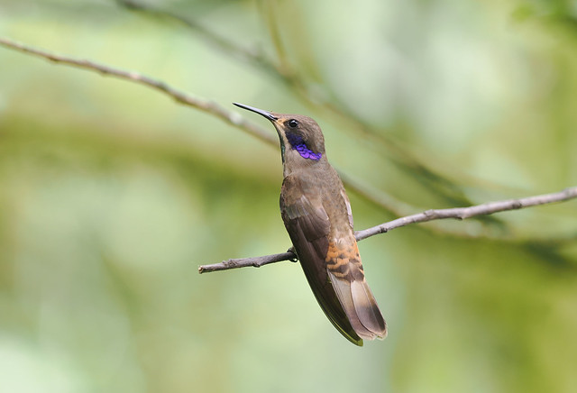 Brown Violetear (Ecuador)