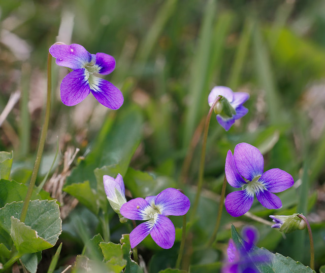Viola sororia, Common Blue Violet