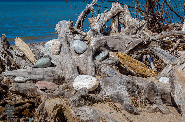 Agate Beach driftwood April