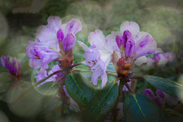 Rhododendron Campanulata