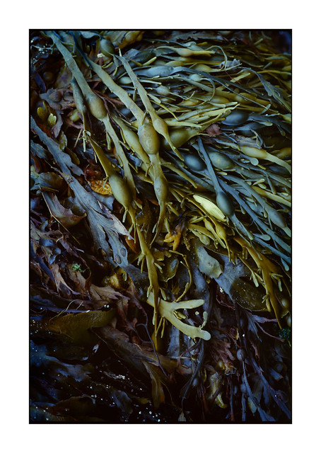 º Bute Seaweed