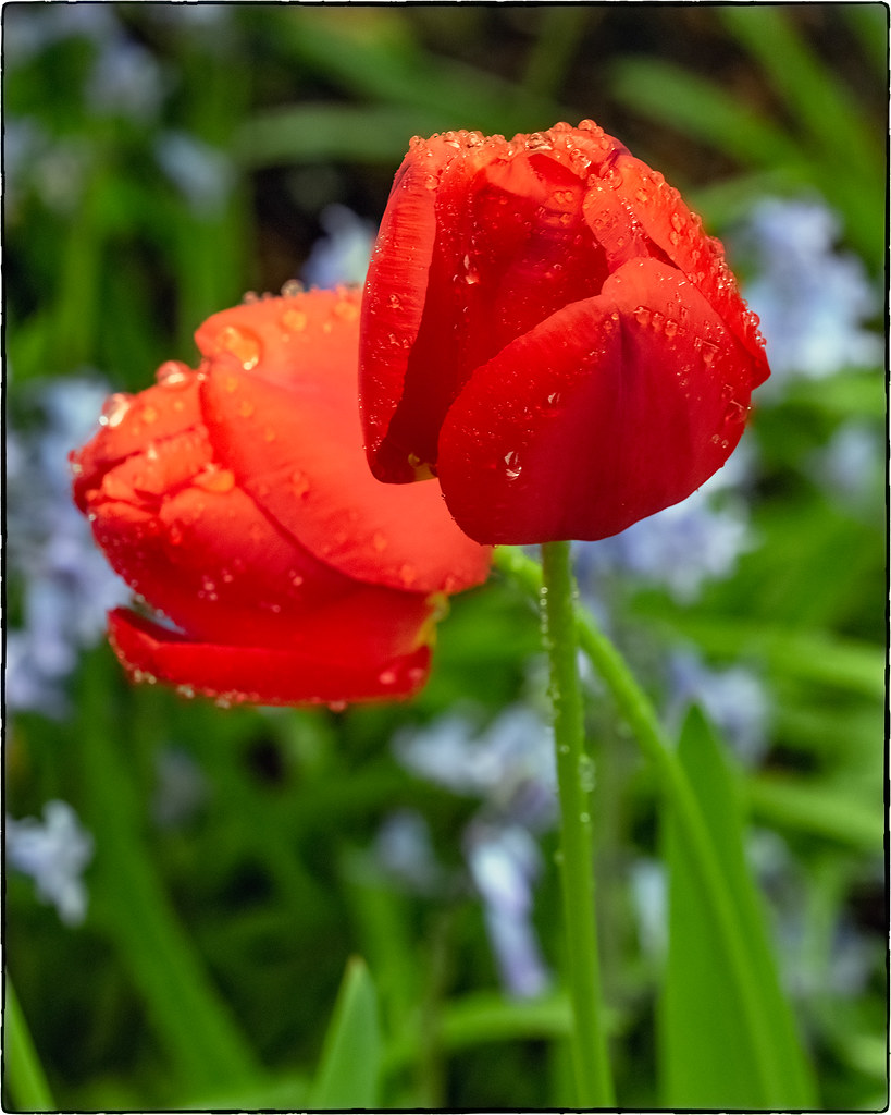 Wet Red Tulips