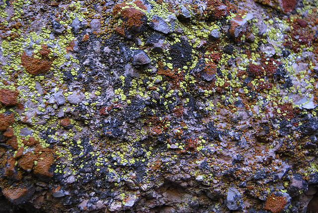 Lichens, Pinnacles NM, California 22052
