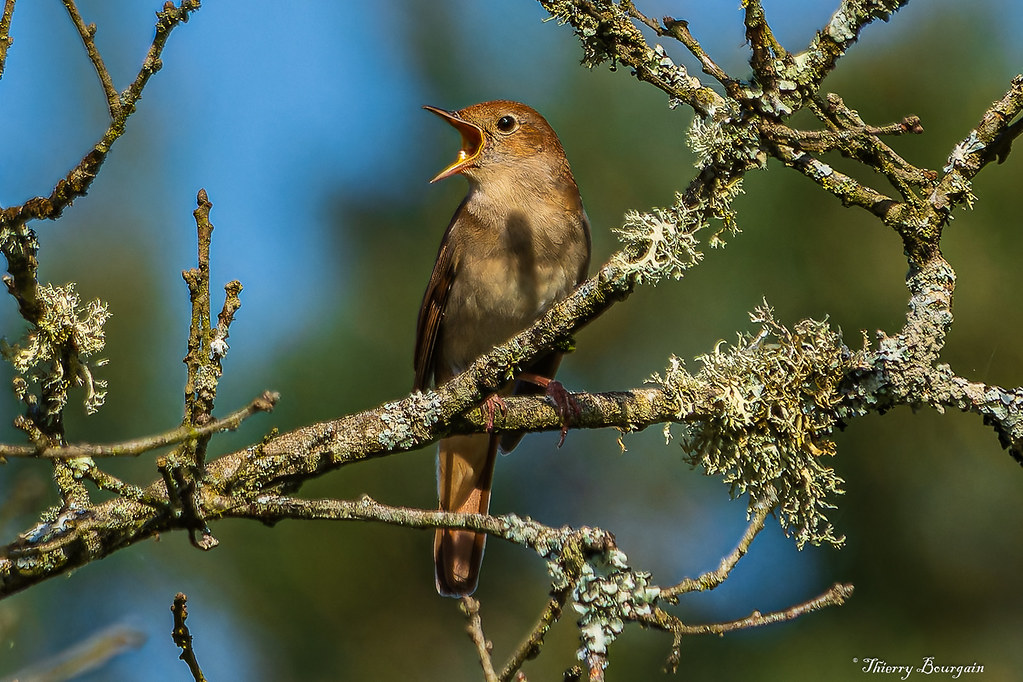 Rossignol philomèle - Common Nightingale