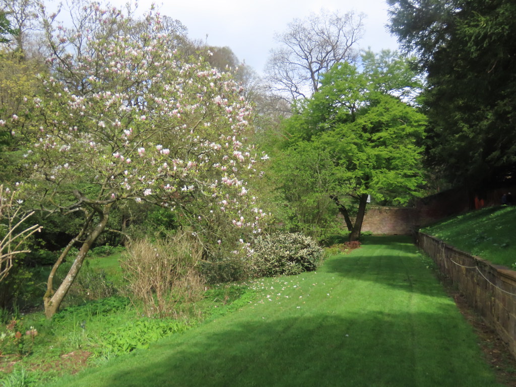 Magnolia tree on the Yew Walk at Upton House and Gardens