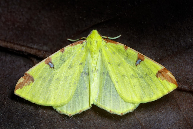 garden moths 037