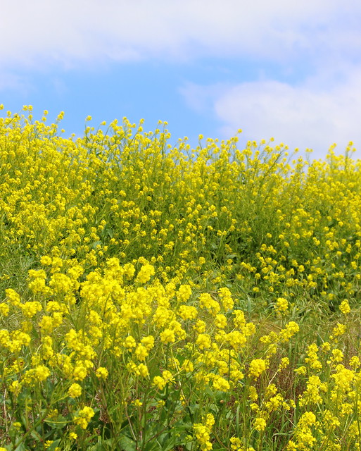 IMG_4459 Field of Mustard in Chula Vista, CA